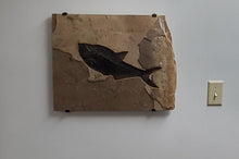 Load image into Gallery viewer, Single Arm Steel Bracket